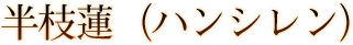 半枝蓮（ハンシレン）